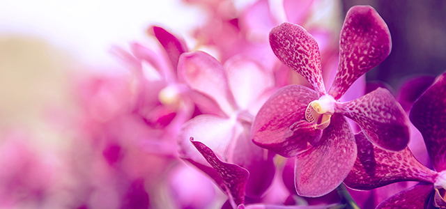 Holambra - Orquídeas