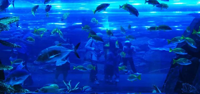 Aquário Dubai Mall