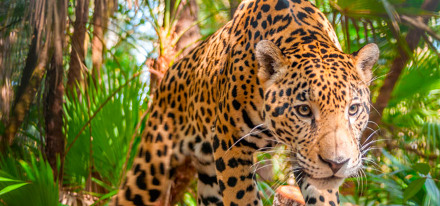 Onça pintada mantida no Parque Nacional do Iguaçu