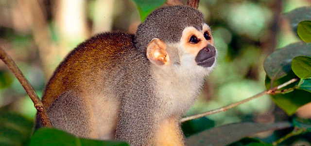 O mico e muitos outros animais você encontrará realizando as atividades oferecidas pelo Amazon EcoPark. Não perca jamais essa experiência!