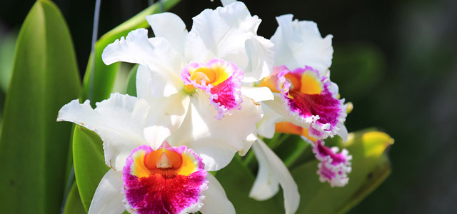 O sertão próximo à praia de Camburi é aonde você encontra bromélias, orquídeas, cachoeiras e muita mata atlântica