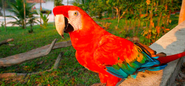 Contato permanente com a natureza é o que promete essa estada no hotel Amazon EcoPark