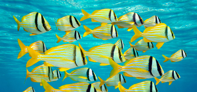 aruba