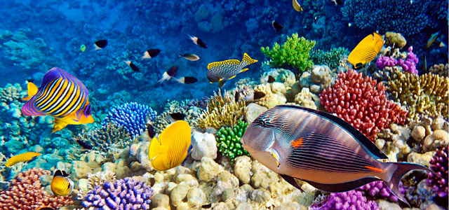 As Ilhas Maldivas são surpreendentes sobre e debaixo do mar!