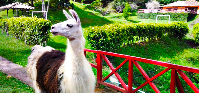 No Haras Radachi você aproveita o melhor do turismo rural, o contato com adoráveis animais