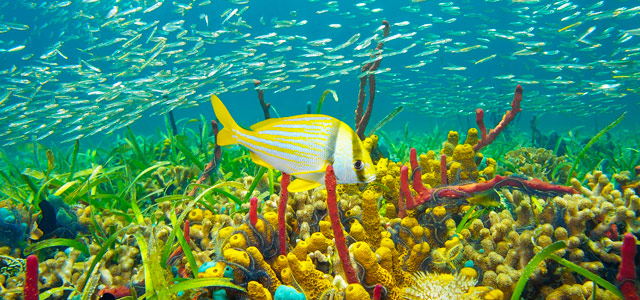 Aproveite para conhecer a natureza submersa de Montego Bay