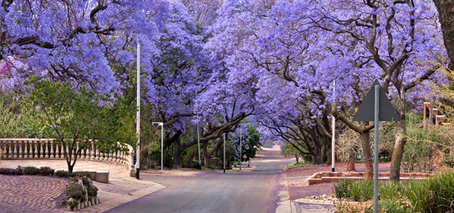 Jacarandás em Pretória, África do Sul
