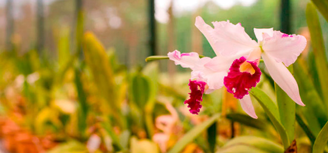 Estufa do Aguativa Resort
