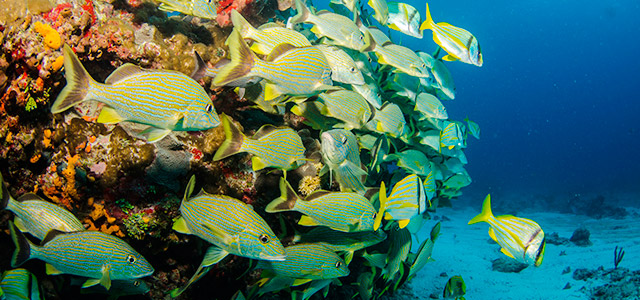 Mergulho em Varadero, Cuba.