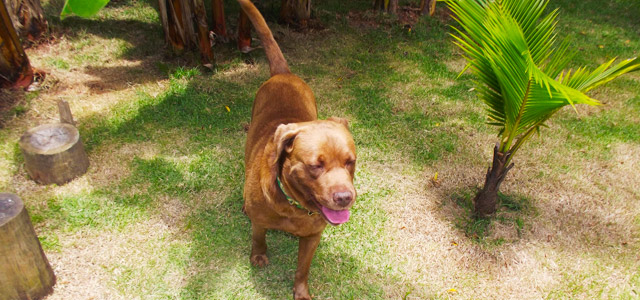 Os pets da Pousada Estalagem irão recebê-lo com alegria