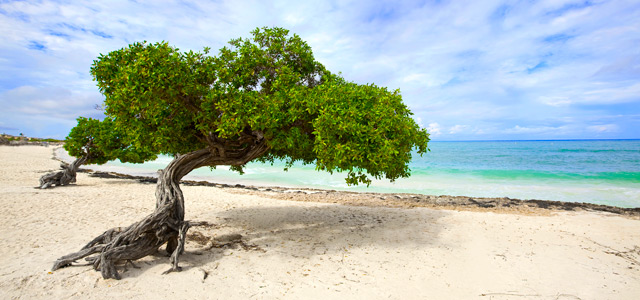 Aruba - Caribe