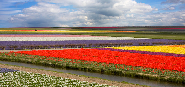 Jardim Keukenhof, em Amsterdam