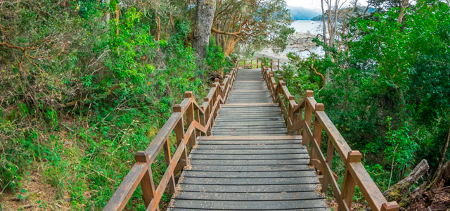 Bosque de Arrayanes - Bariloche