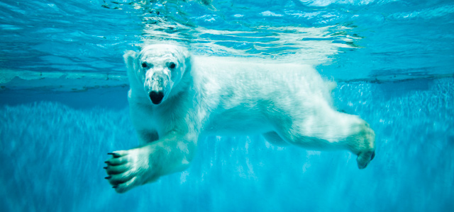 O que fazer nas férias: Zoológico