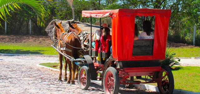 Carruagem no Parque do Avestruz