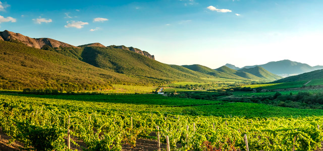 Vinhedos - Serra Gaúcha