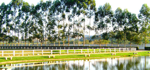 Natureza por toda parte no Recanto do Teixeira