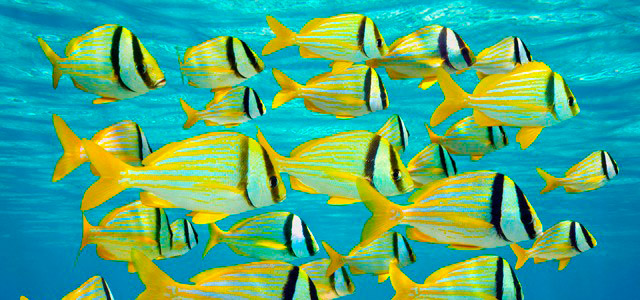 Pacote para Aruba: 6 noites All-Inclusive no paraíso!