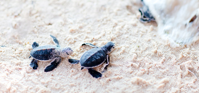 Passeios em Ubatuba além do mar
