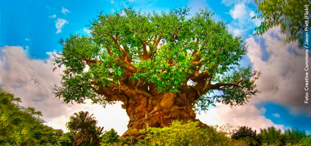 Disney’s Animal Kingdon