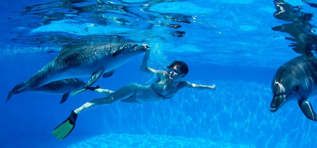 Cozumel - Dolphinaris