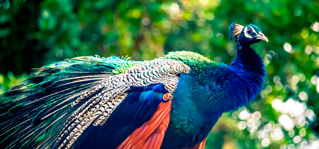 Santos - Parque Zoobotânico Orquidário