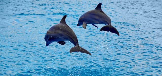 Seaquarium Beach