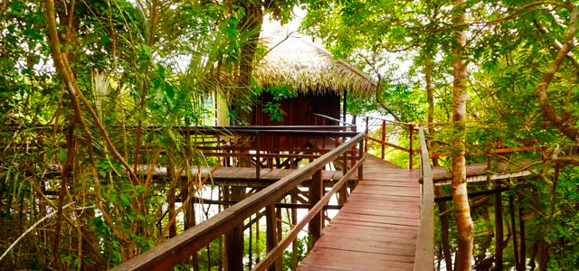 O pulsar da Selva Amazônica no Juma Amazon Logde