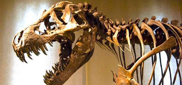 museu-de-historia-natural-zarpo-magazine