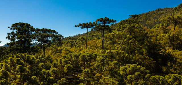 goncalves-Minas-Gerais-zarpo-magazine
