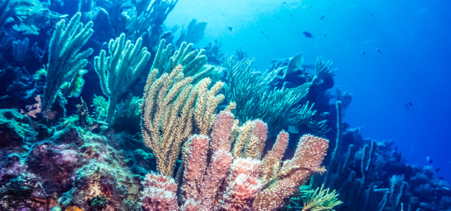 bonaire-mergulho-zarpo-magazine