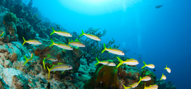 mergulho-bonaire-zarpo-magazine