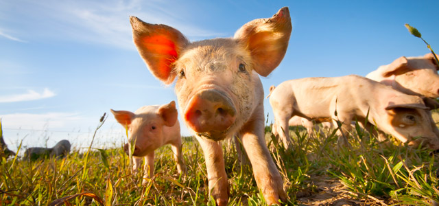 animais-fazenda-zarpo-magazine