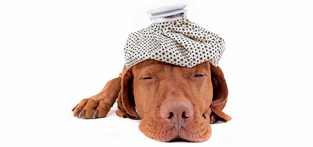 cachorro-zarpo-magazine