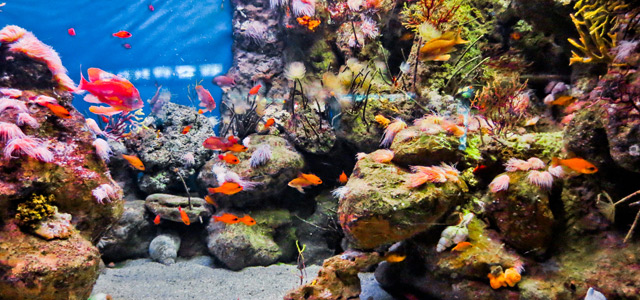 aquario-barcelona-zarpo-magazine