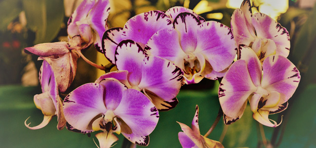 orquidario-zarpo-magazine