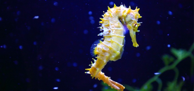 Projeto Hippocampus