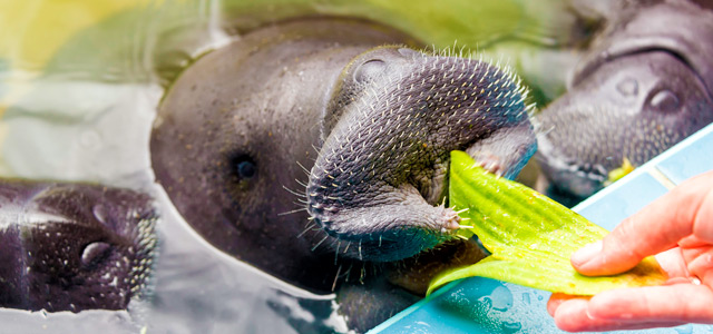 Peixe-boi