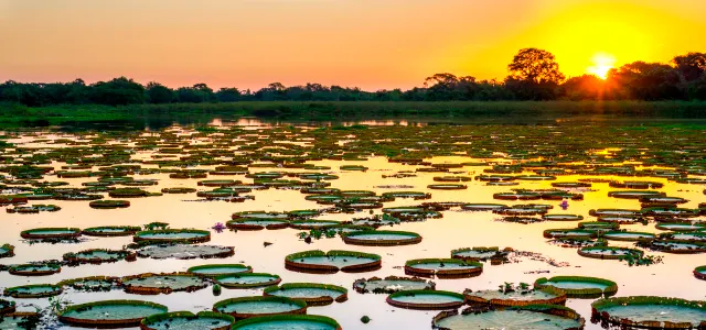 Pantanal