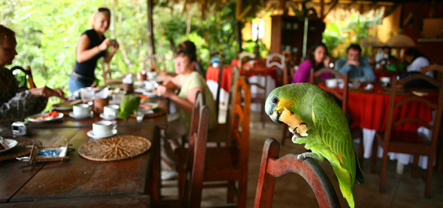O café da manhã do Amazon EcoPark, como em todo hotel de selva, tem sempre convidados ilustres, como esse papagaio, que está saboreando, provavelmente, o pedaço do seu pãozinho
