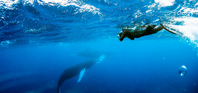 As Baleias Jubarte já totalizam uma população de 20 mil na região de Abrolhos