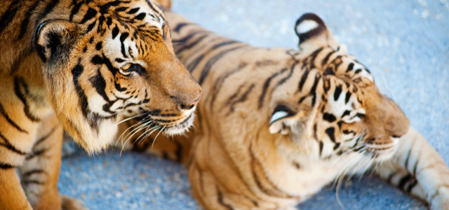 Tigres - Beto Carrero World