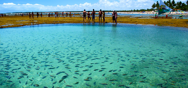 Explore as águas e as espécies de peixes na Península do Maraú