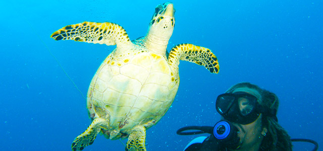 Mergulho nas águas de Barbados