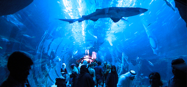  Dubai Aquarium