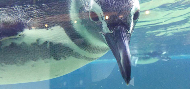 Pinguinário - Aquário de Ubatuba