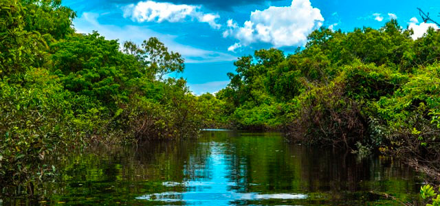 Descubra as riquezas da Amazônia no Amazon Jungle Palace!