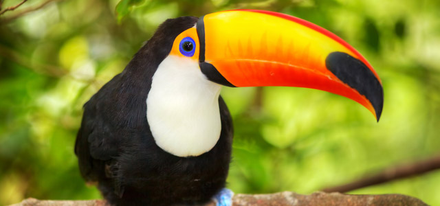 Parque das Aves - Foz do Iguaçu