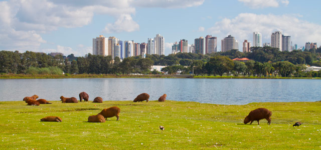 Encante-se com as belezas dos parques de Curitiba 