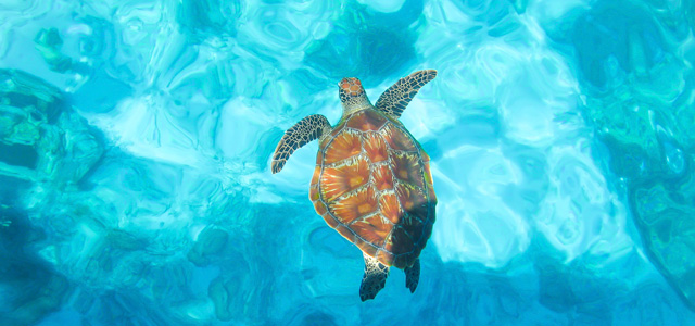 mergulho-2-bonaire-zarpo-magazine